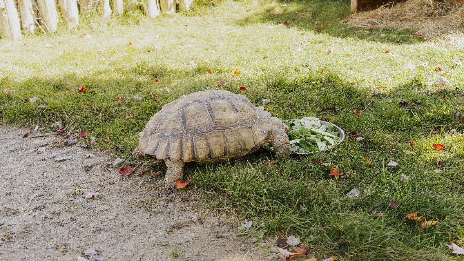 Courte promenade au Miller Zoo en images
