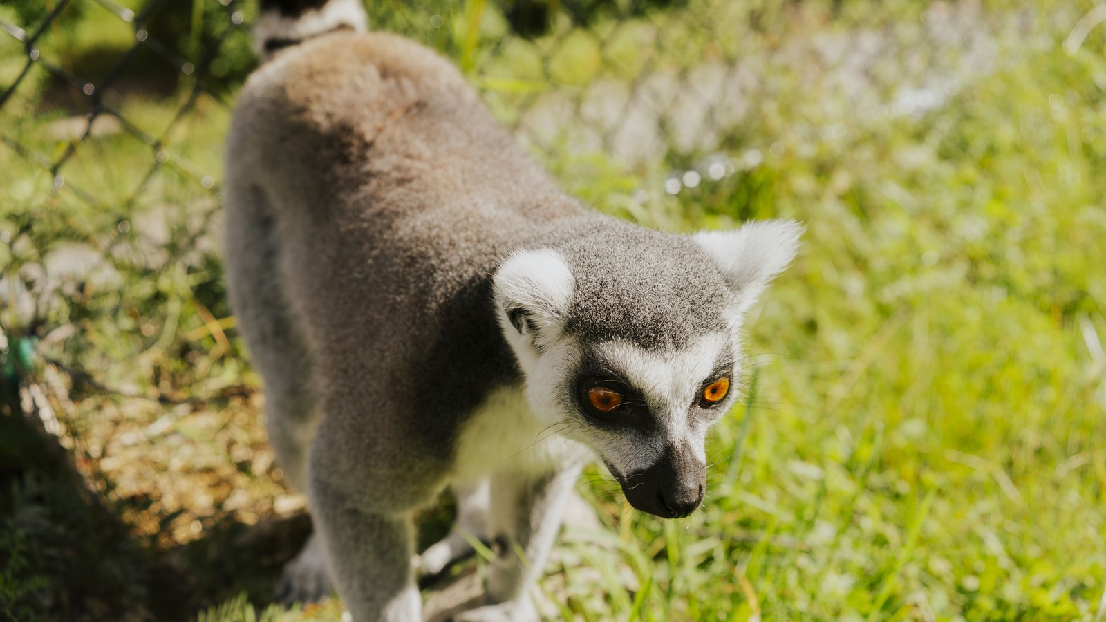 Courte promenade au Miller Zoo en images