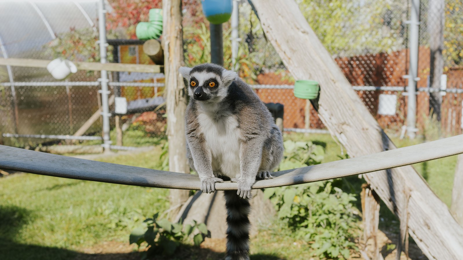 Courte promenade au Miller Zoo en images
