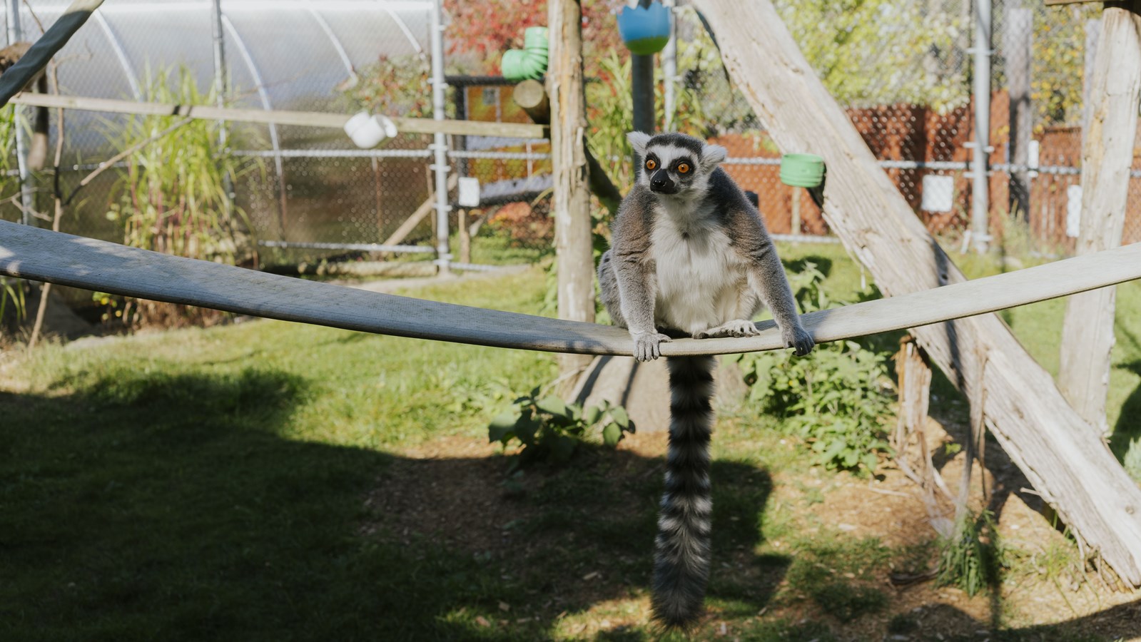 Courte promenade au Miller Zoo en images