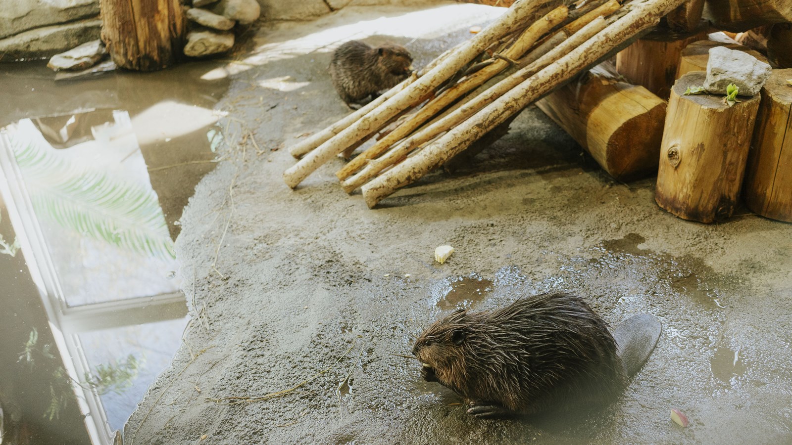 Courte promenade au Miller Zoo en images