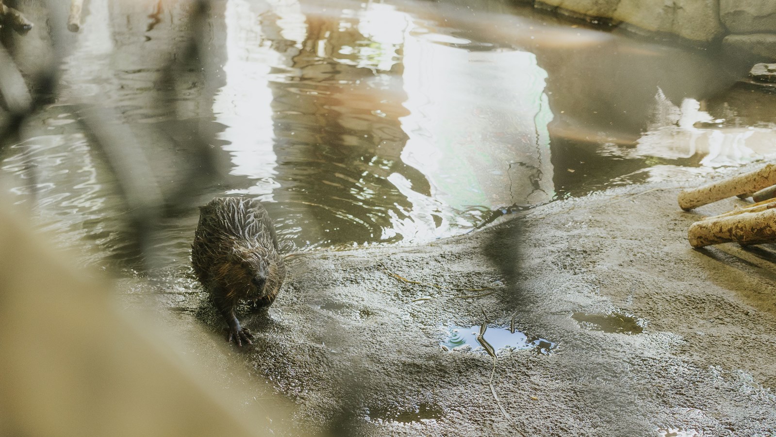Courte promenade au Miller Zoo en images