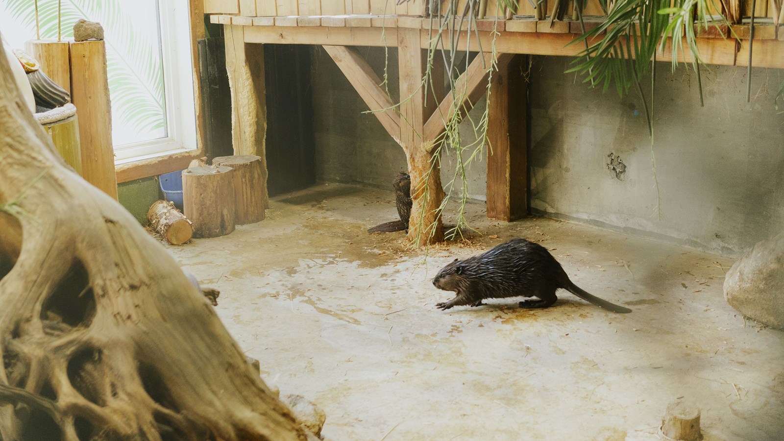 Courte promenade au Miller Zoo en images