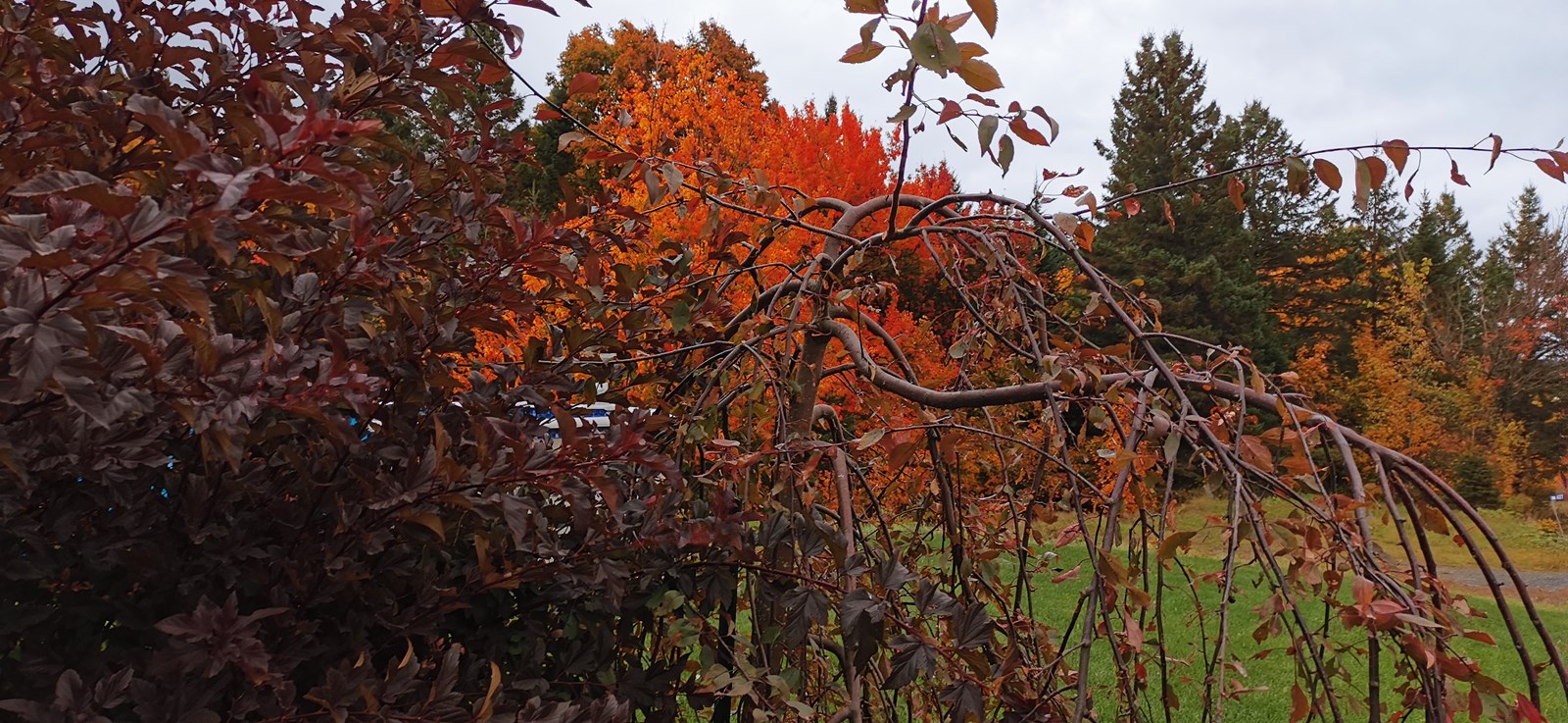 Galerie 1 : les couleurs d'automne à travers vos yeux