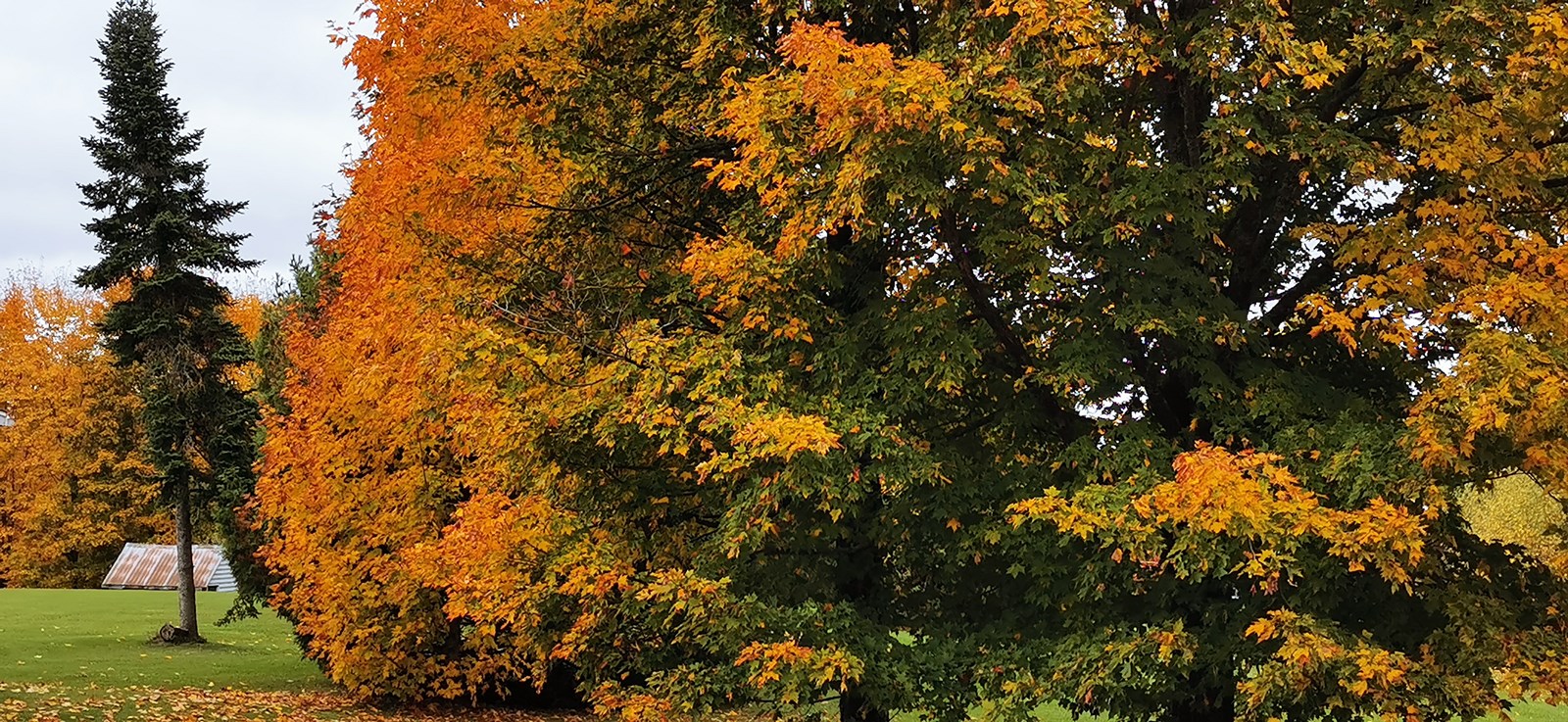 Galerie 1 : les couleurs d'automne à travers vos yeux