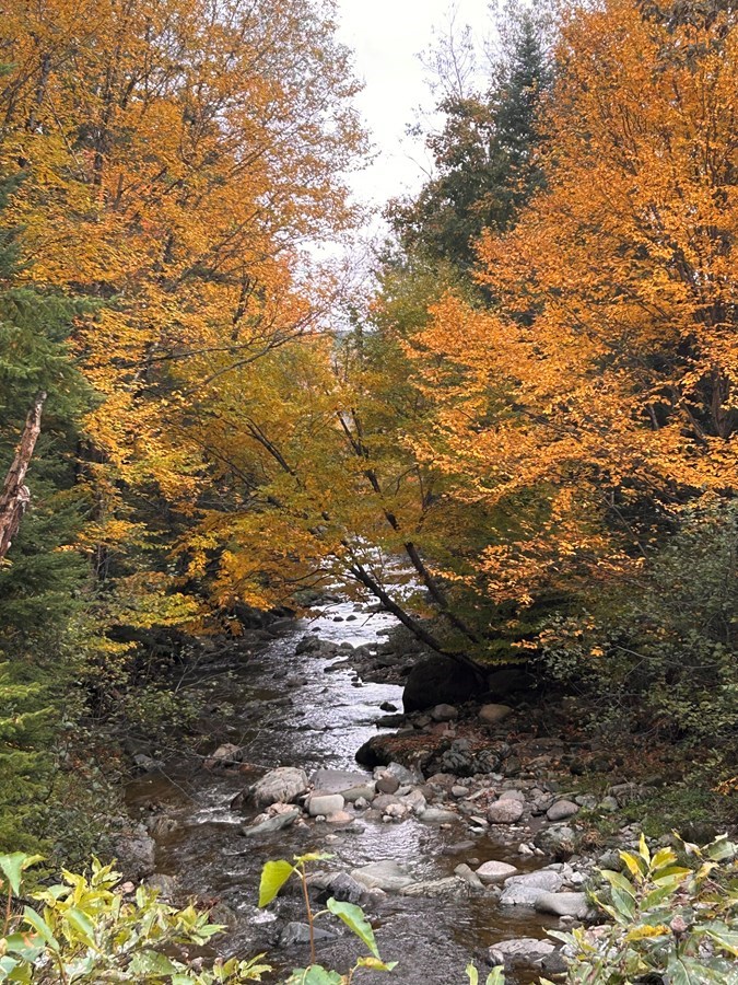 Galerie 2 : les couleurs d'automne à travers vos yeux