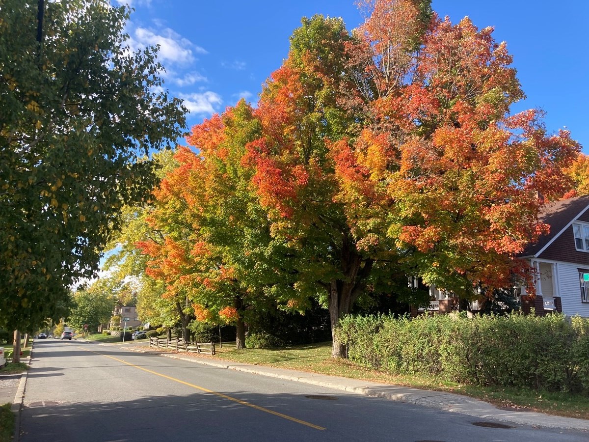 Galerie 2 : les couleurs d'automne à travers vos yeux