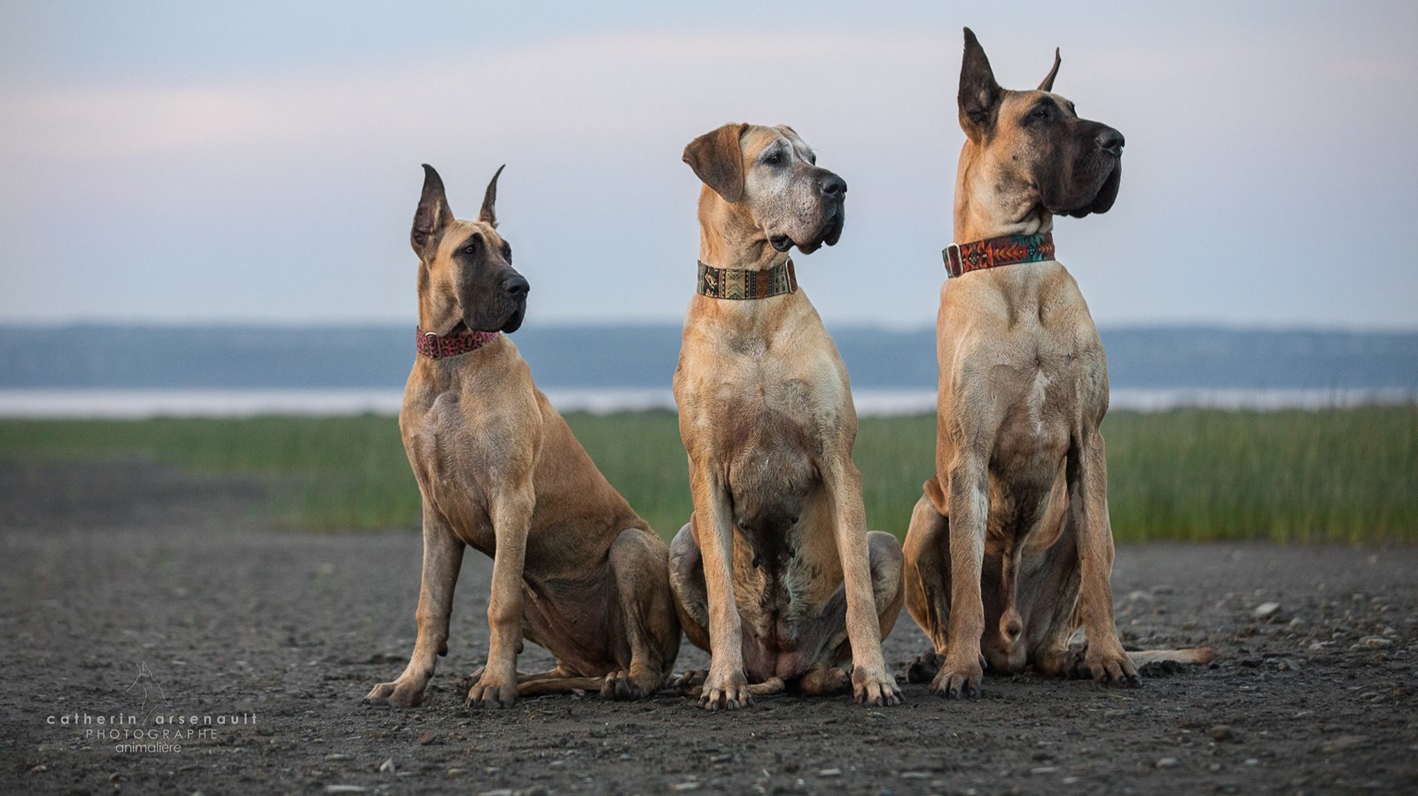 Saint-Jules : un différend autour de la dangerosité d’un chien dégénère