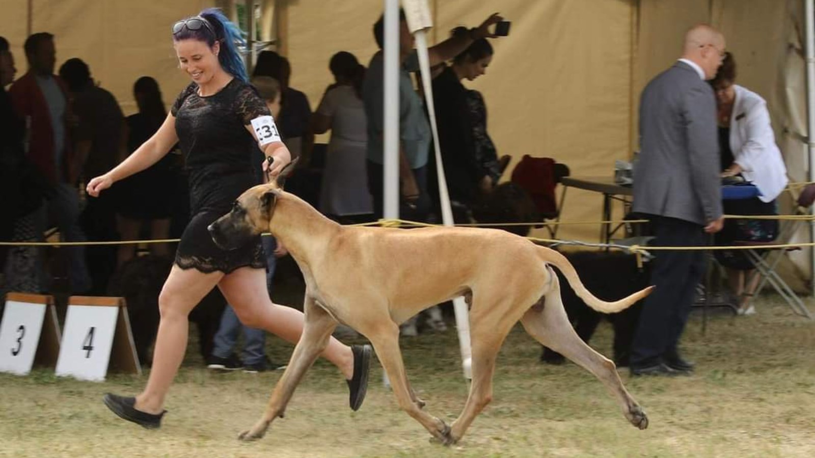 Saint-Jules : un différend autour de la dangerosité d’un chien dégénère
