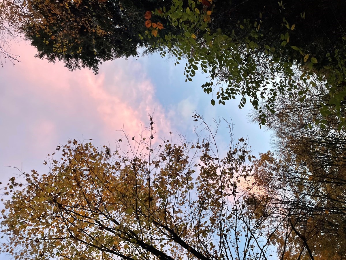 Galerie 3 : les couleurs d'automne à travers vos yeux