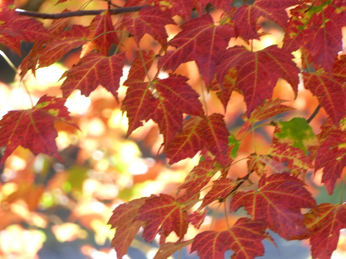 Galerie 3 : les couleurs d'automne à travers vos yeux