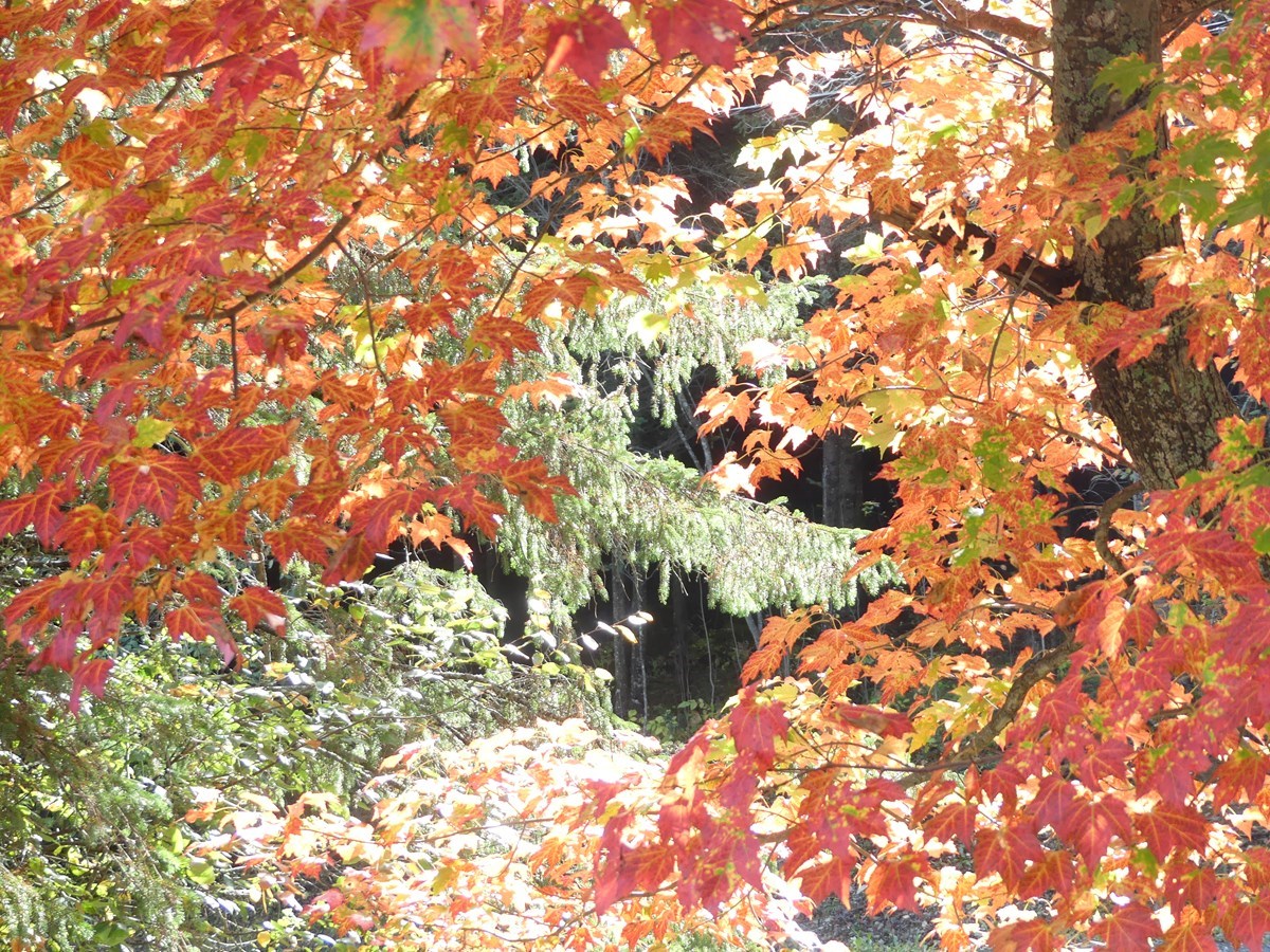 Galerie 3 : les couleurs d'automne à travers vos yeux