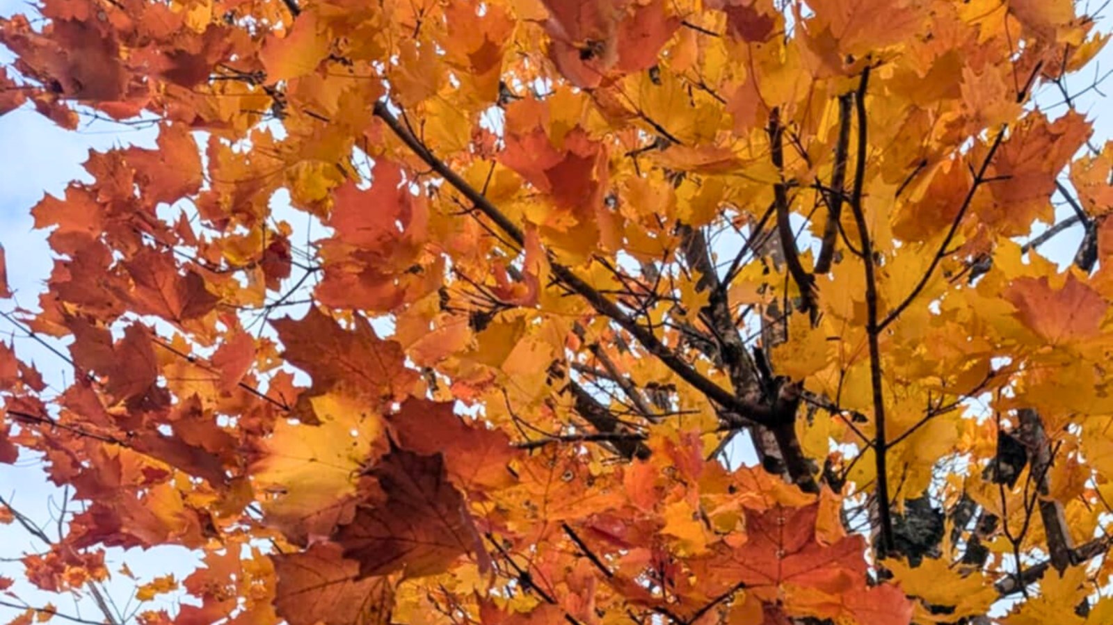 Galerie 4 : les couleurs d'automne à travers vos yeux