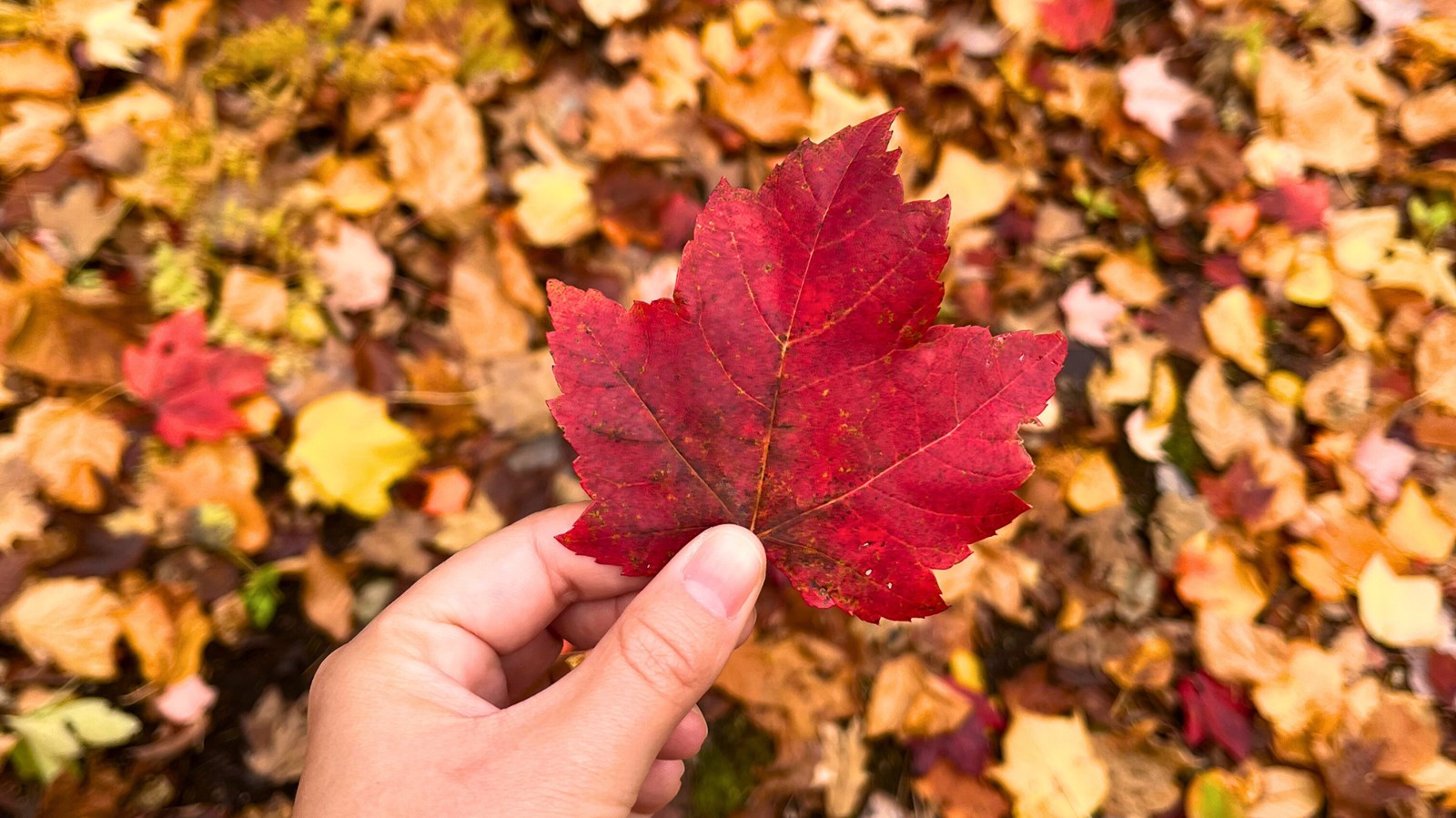 Galerie 4 : les couleurs d'automne à travers vos yeux