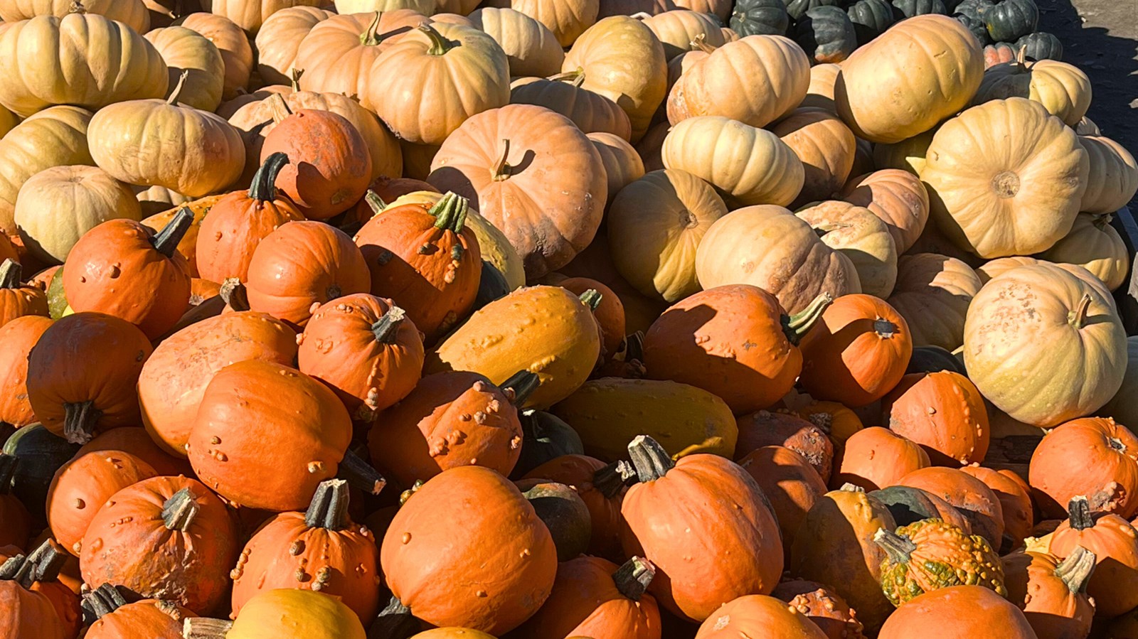 Galerie 4 : les couleurs d'automne à travers vos yeux