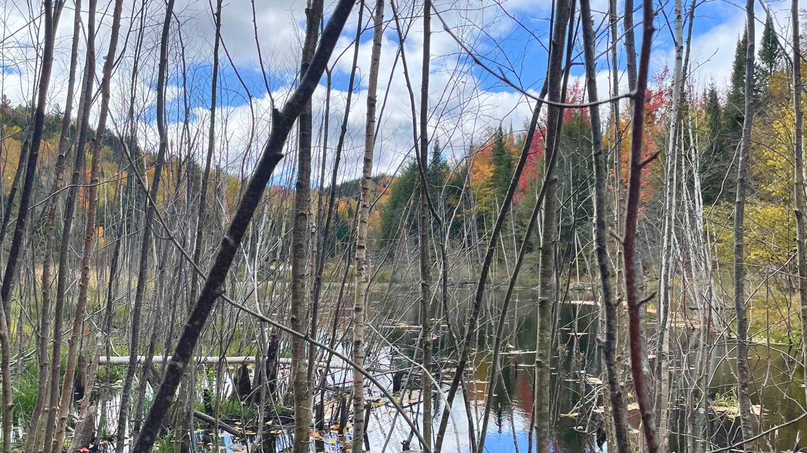 Galerie 4 : les couleurs d'automne à travers vos yeux