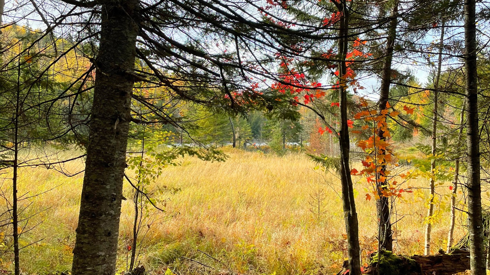 Galerie 4 : les couleurs d'automne à travers vos yeux