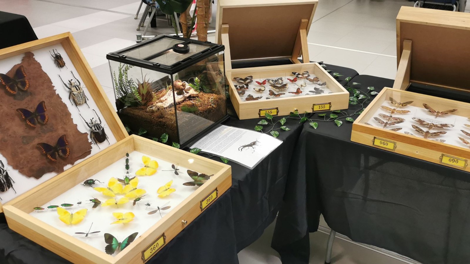 Le Festival des insectes bat son plein