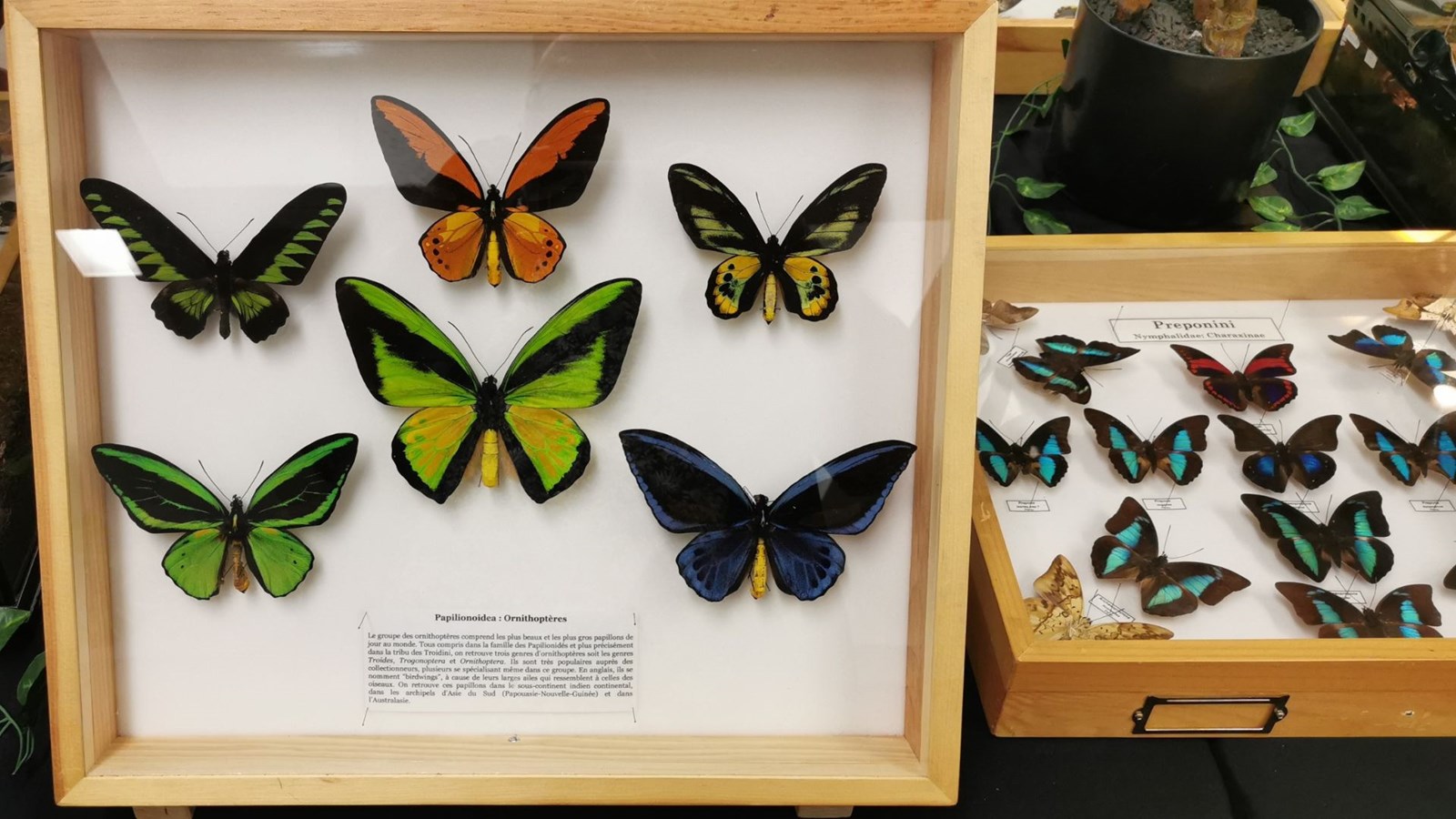 Le Festival des insectes bat son plein