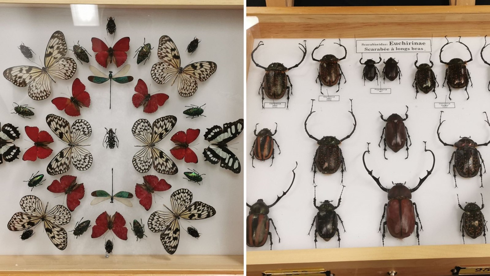 Le Festival des insectes bat son plein