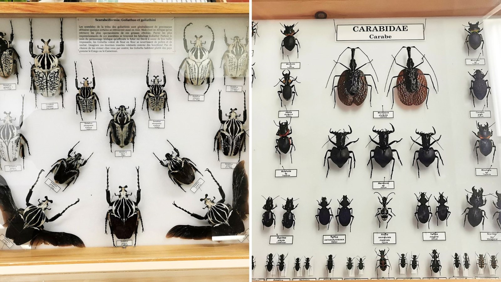 Le Festival des insectes bat son plein