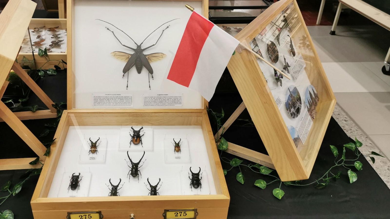 Le Festival des insectes bat son plein