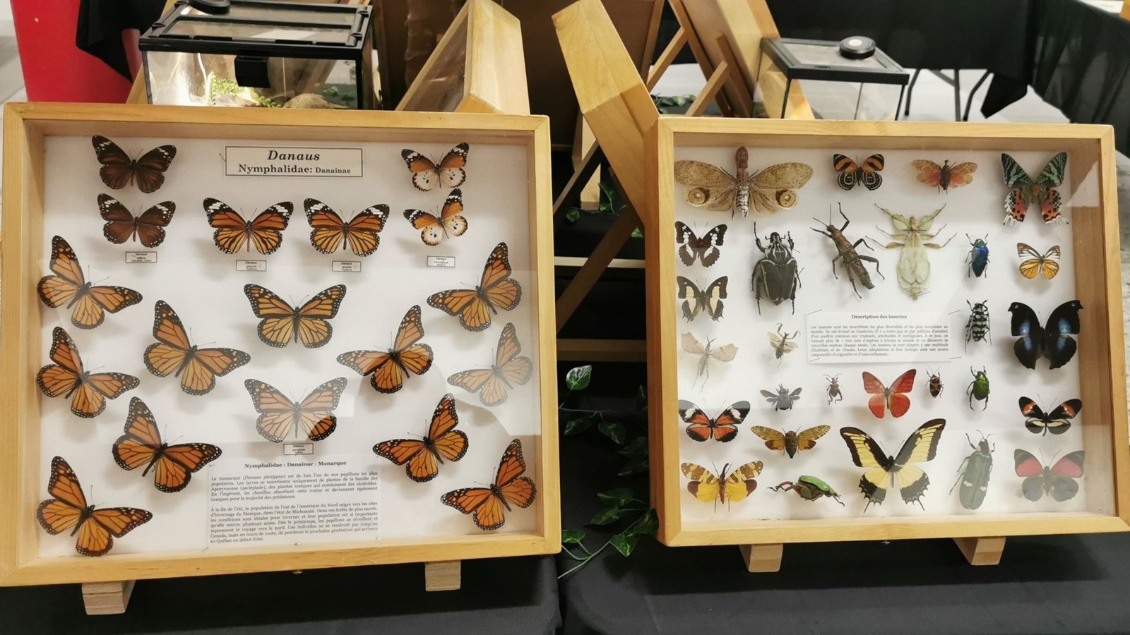 Le Festival des insectes bat son plein