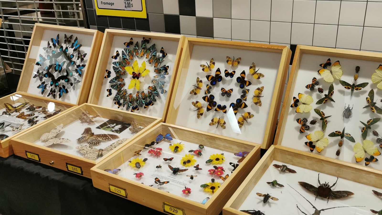 Le Festival des insectes bat son plein