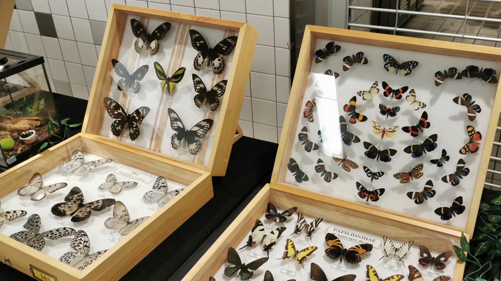 Le Festival des insectes bat son plein