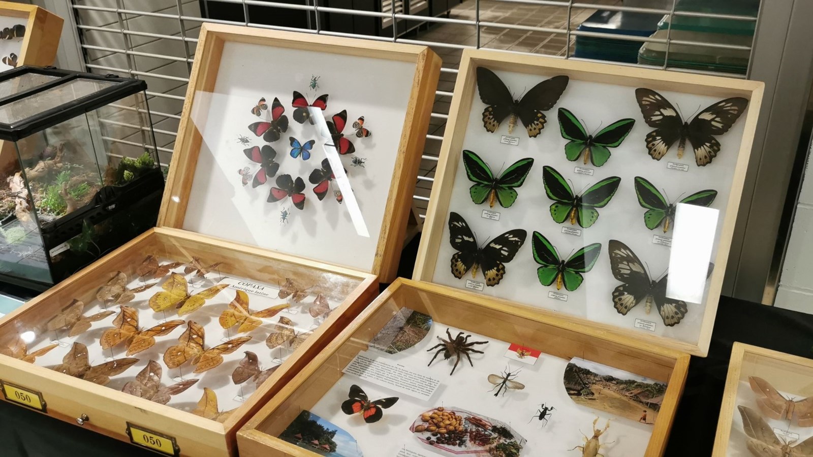 Le Festival des insectes bat son plein