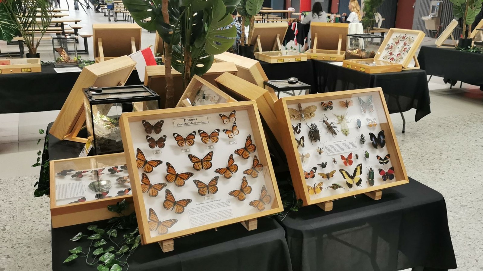 Le Festival des insectes bat son plein