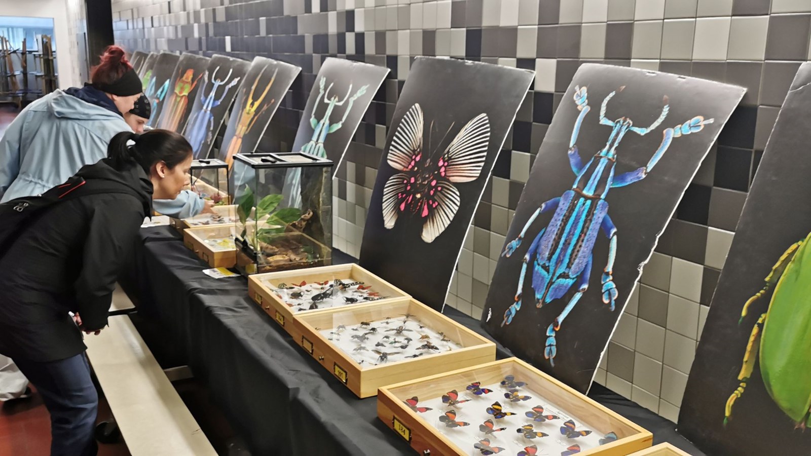 Le Festival des insectes bat son plein