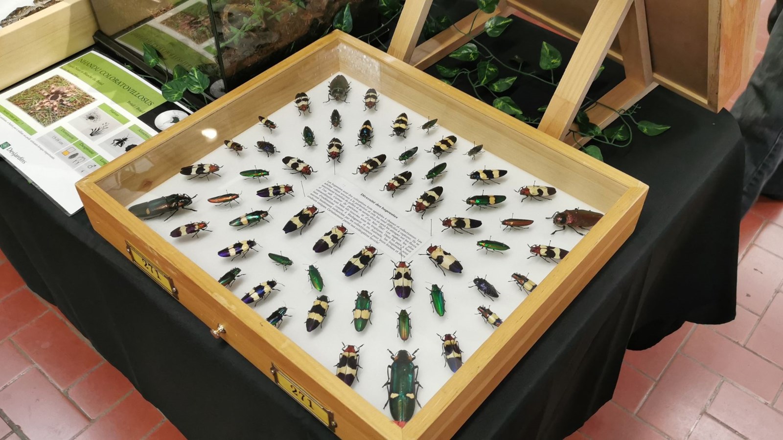 Le Festival des insectes bat son plein