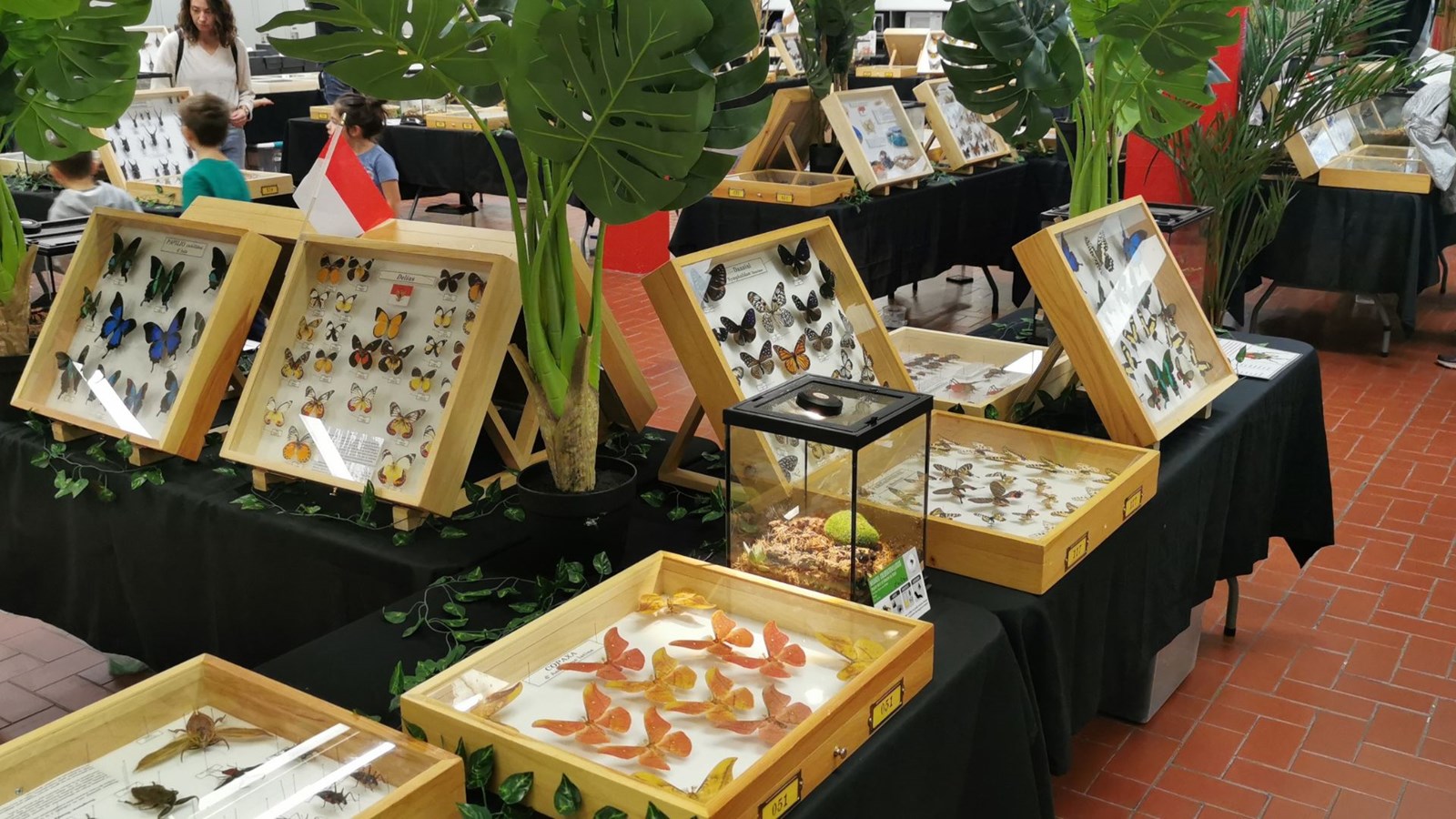 Le Festival des insectes bat son plein