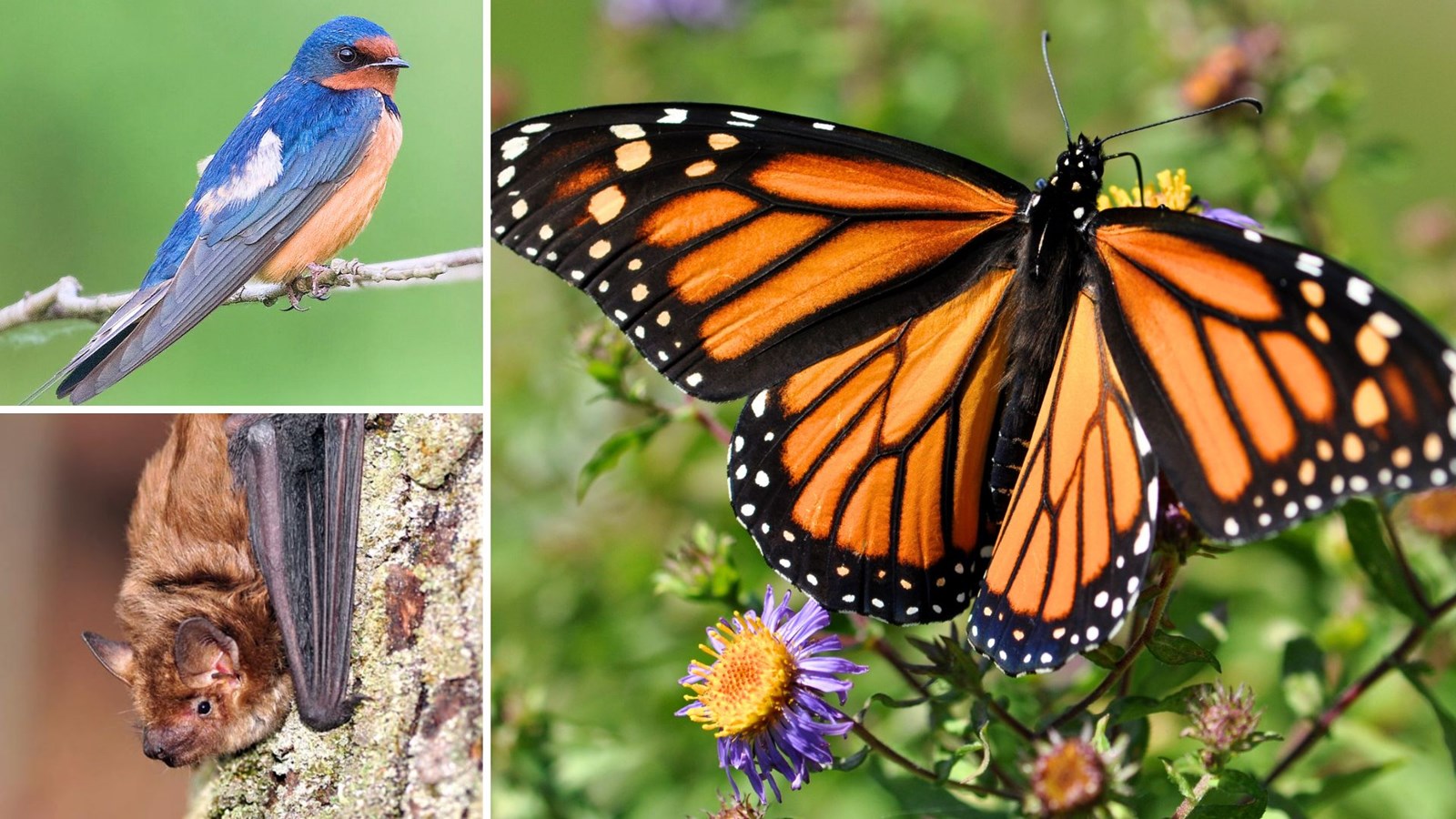 Parmi les espèces ciblées par ce programme, on retrouve l’hirondelle rustique, la chauve-souris brune et le papillon monarque.