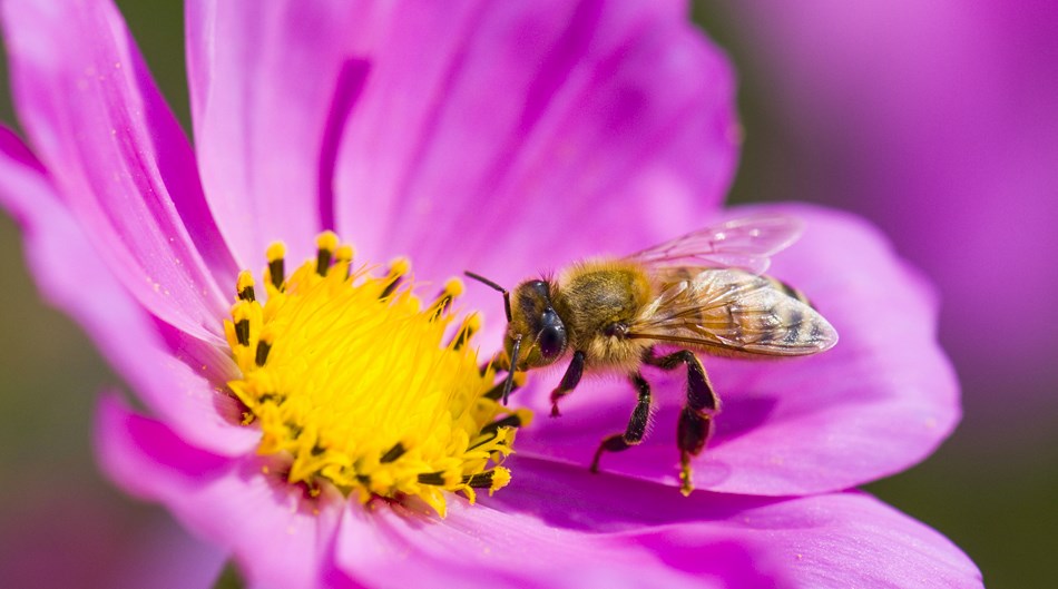 Une campagne de sensibilisation à la protection des pollinisateurs