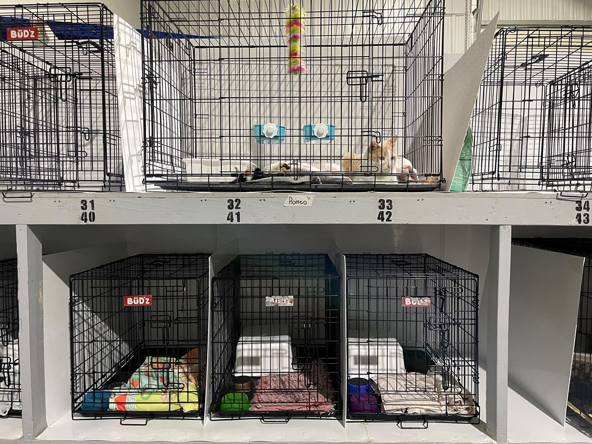 La salle des chats