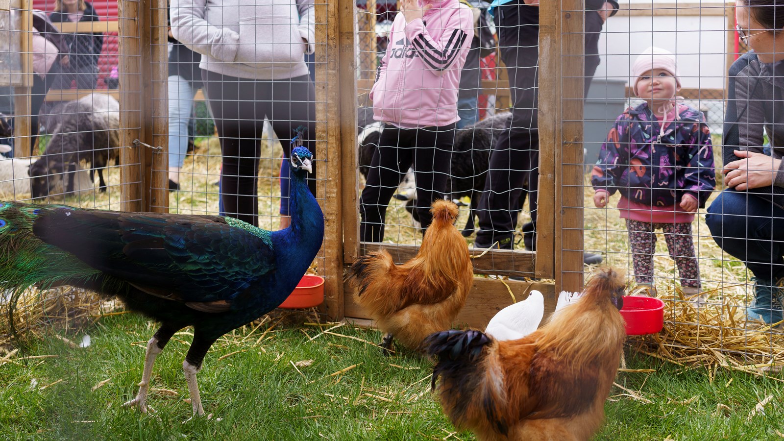 Le Festival beauceron de l'érable vous attend