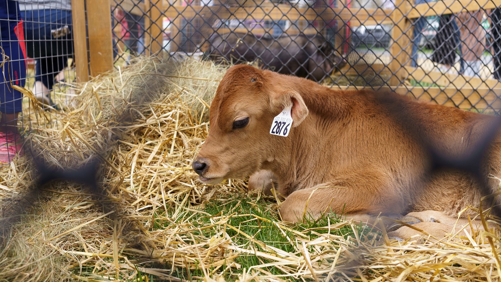 Le Festival beauceron de l'érable vous attend