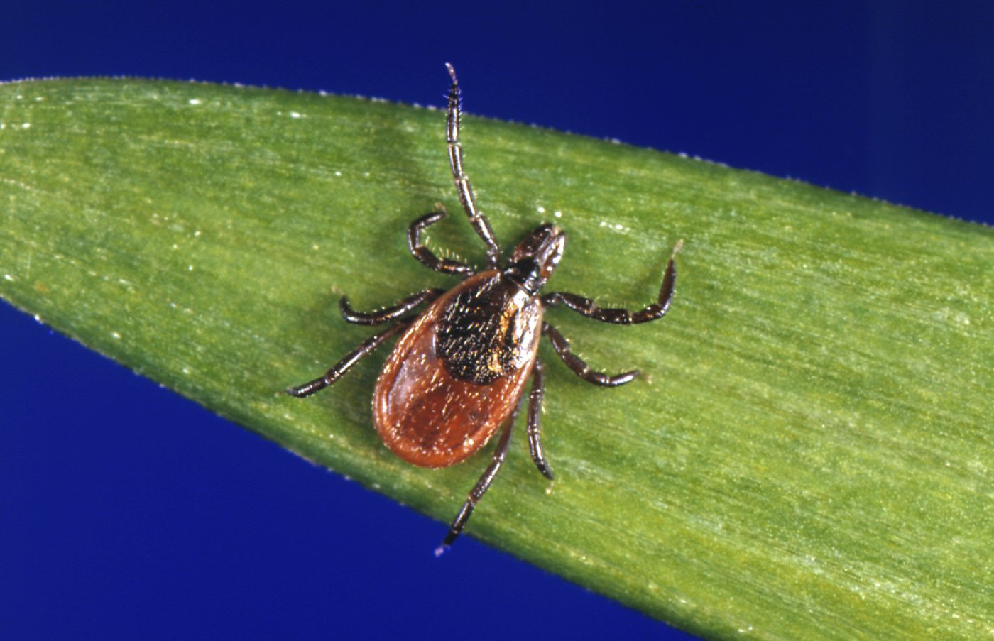 Changements climatiques: les risques de maladies infectieuses s'étendent vers le nord