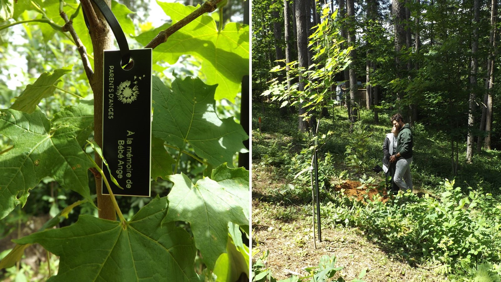 De nouveaux «arbres-mémoires» au Boisé des Anges