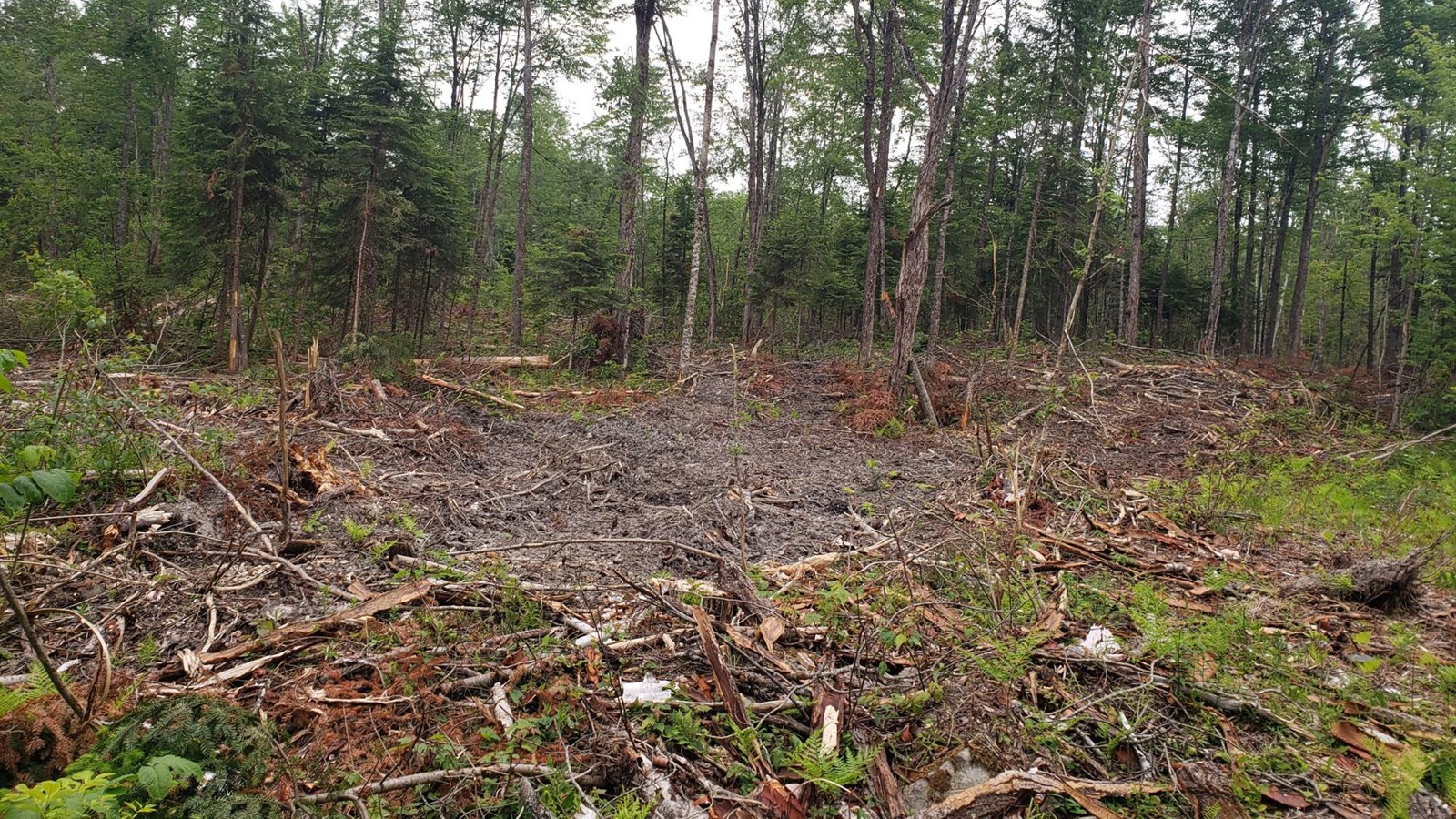 Une section de l'abattage effectué sur le lot du rang Chaussegros qui appartient à la Municipalité.