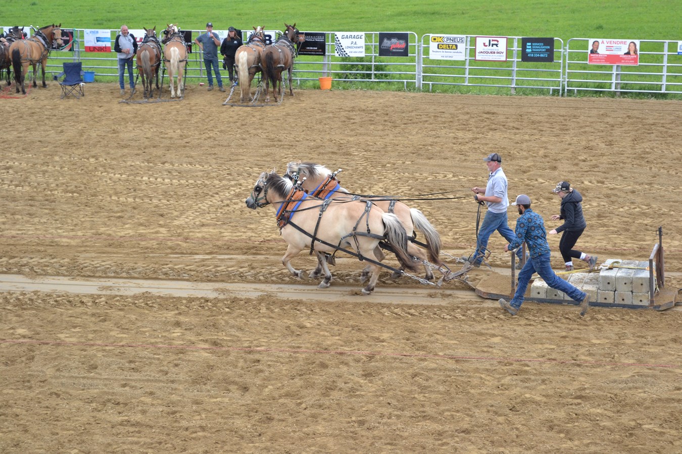 Les chevaux en action