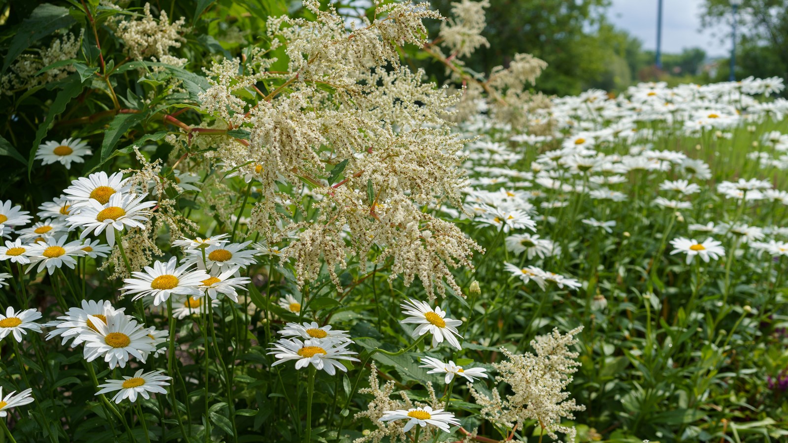 Promenade aux passerelles