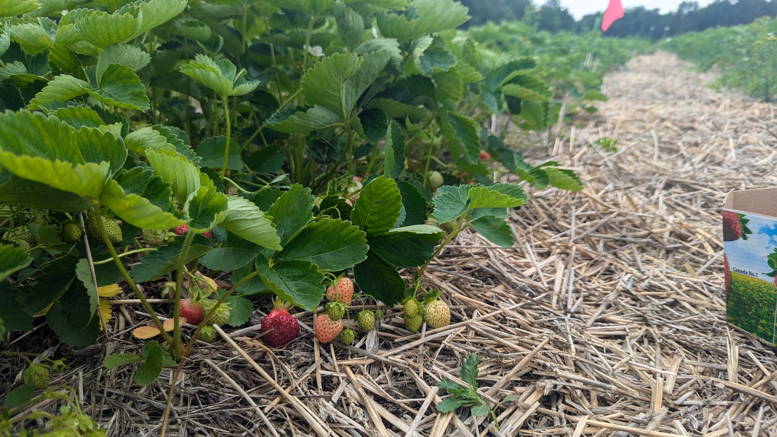 Cueillette de fraise