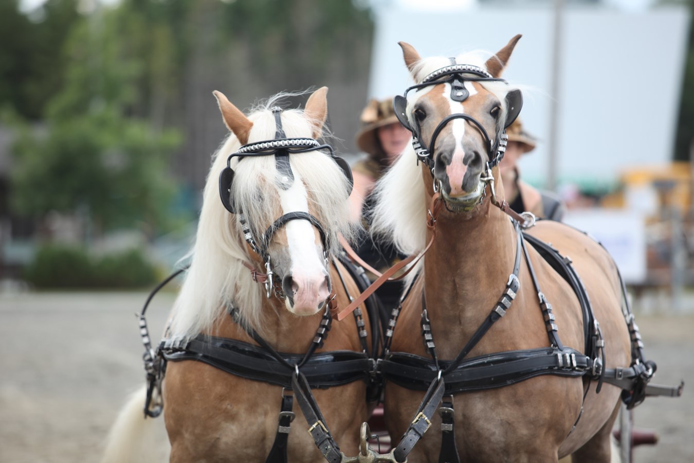 L'Exposition agricole de Beauce en images
