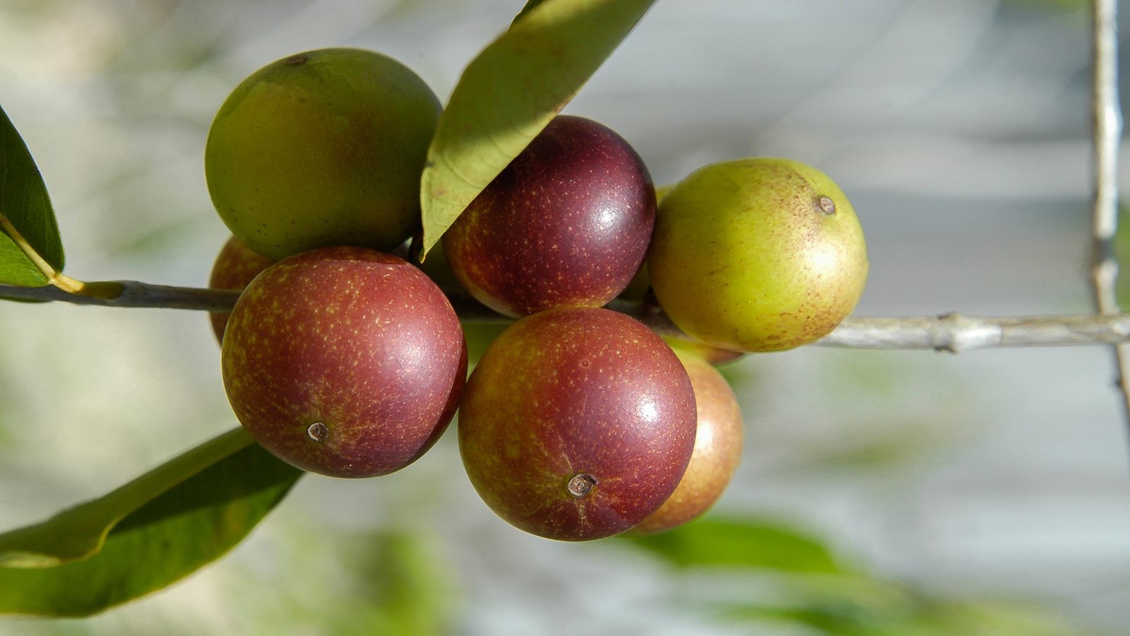 Un petit fruit révolutionne le traitement de la maladie de foie gras non alcoolique