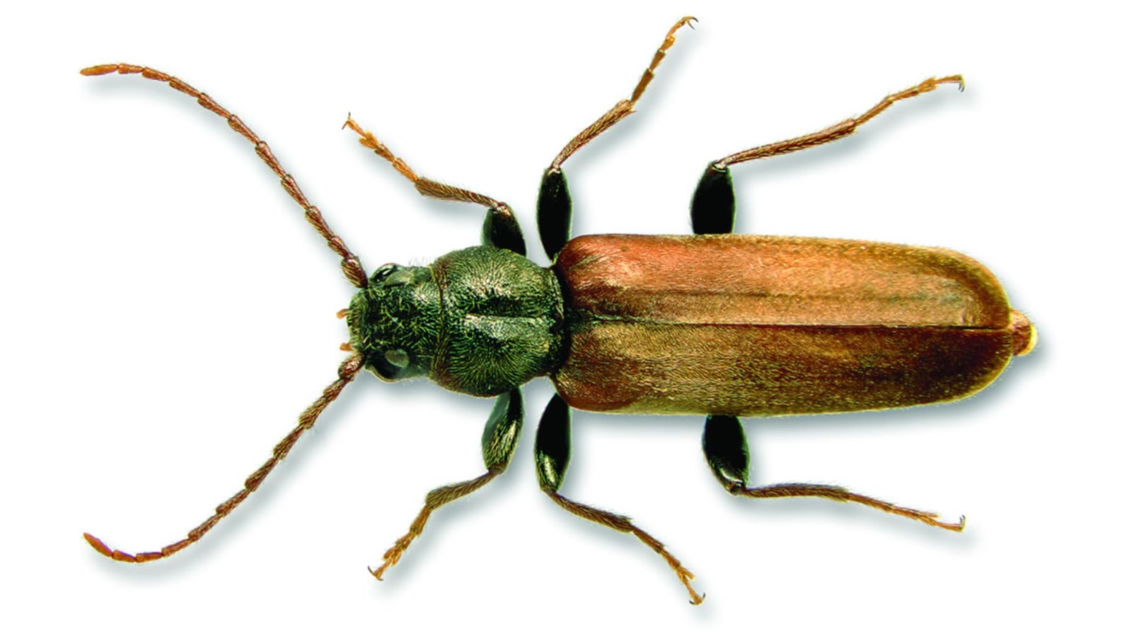 La récente capture de spécimens du longicorne brun de l’épinette, dans la MRC de Beauce-Sartigan, représente la première détection confirmée de cet insecte au Québec.