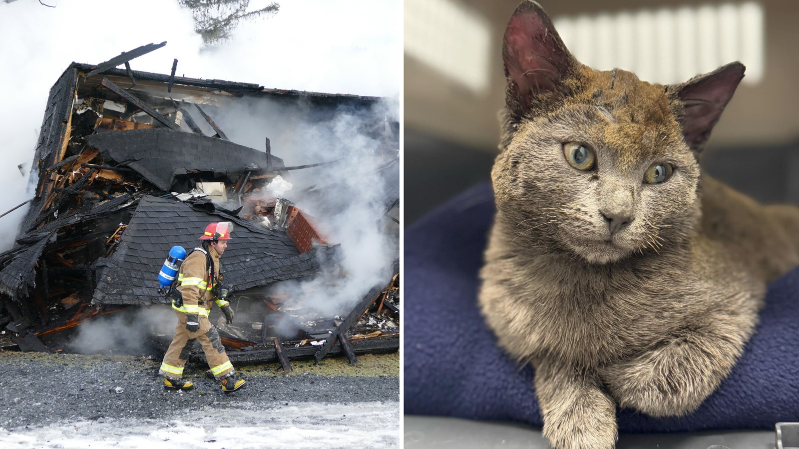Le dénommé Lucky est présentement en convalescence dans les locaux de Passeport Animal.