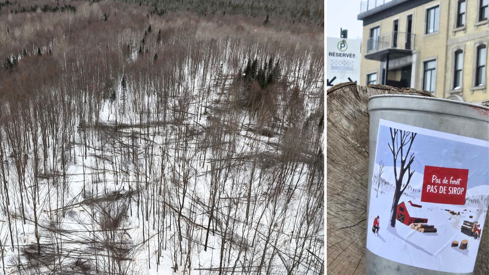 Photo de gauche, vue aérienne des érables de bon diamètre abattus par un entrepreneur forestier et laissés sur place dans la forêt publique de la Seigneurie Joly de Lotbinière.